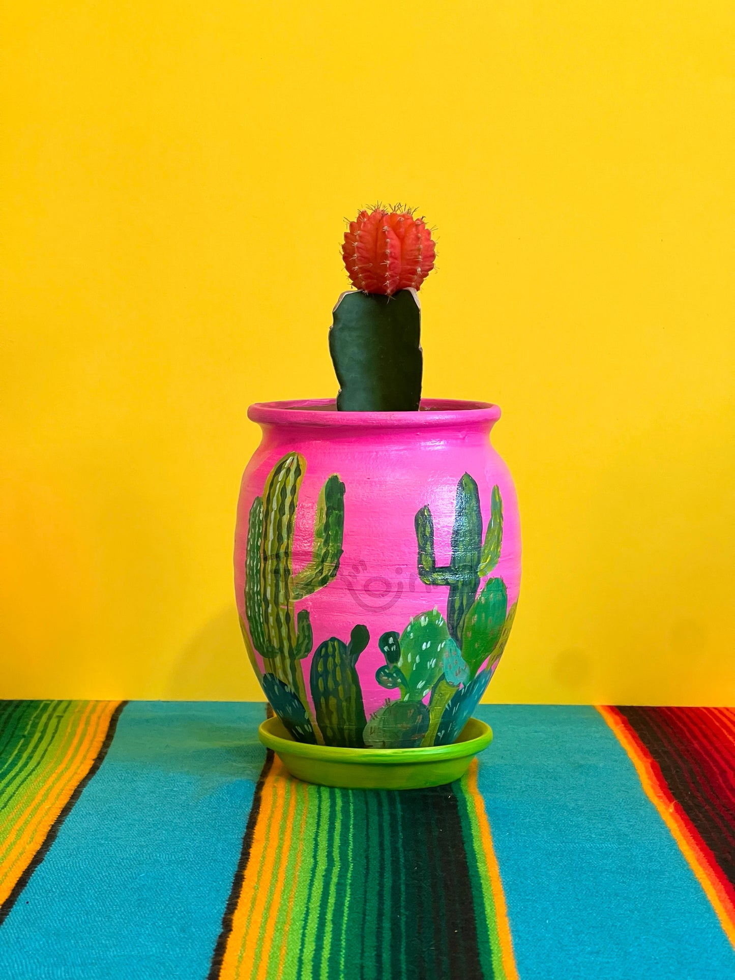 Desierto Magico Maceta